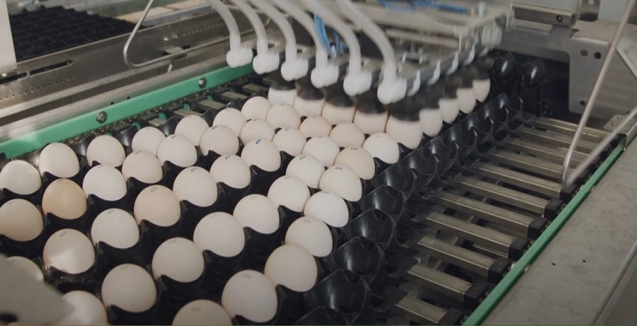 Seguridad alimentaria huevos