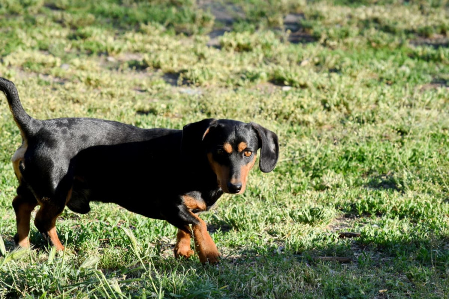 Perro aire libre