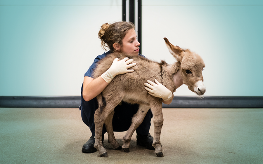 AnimalHealth Europe