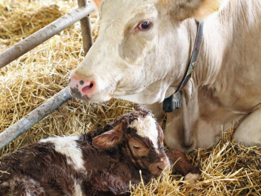 Vacas comunidad madrid