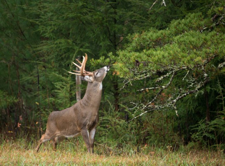 Venado cola blanca oie