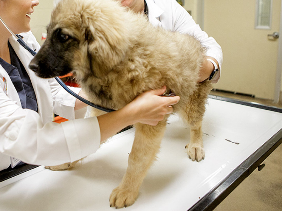 Perro veterinario veterinaria