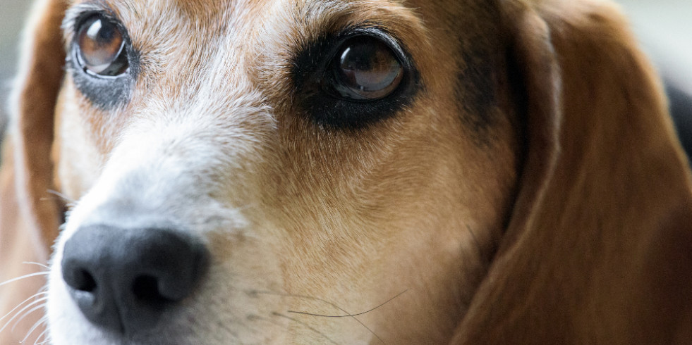 Estudio en perros abre posibilidades de tratar enfermedades neurodegenerativas genéticas