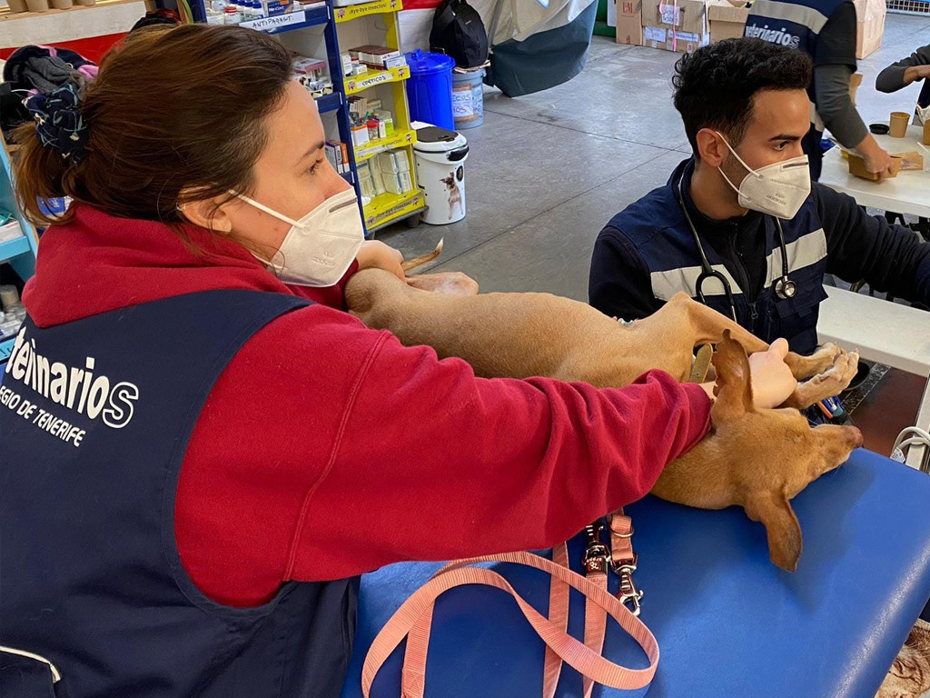 Veterinarios la palma 2