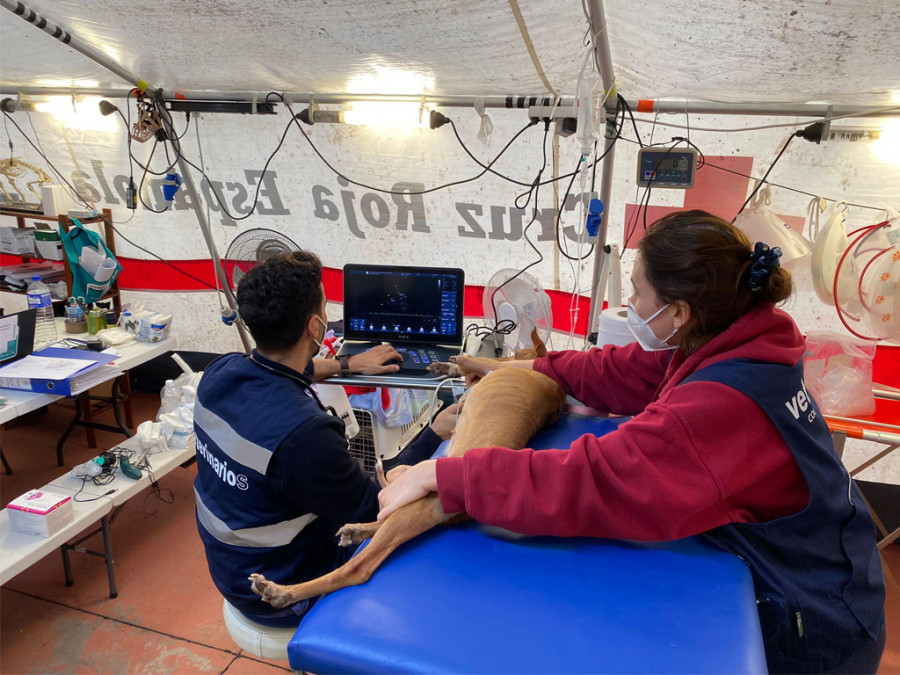 Veterinarios la palma