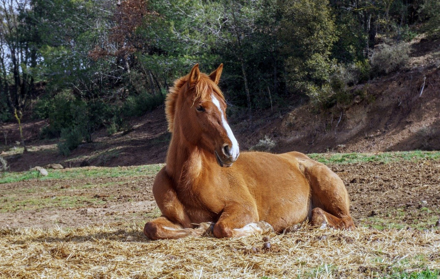 Caballo