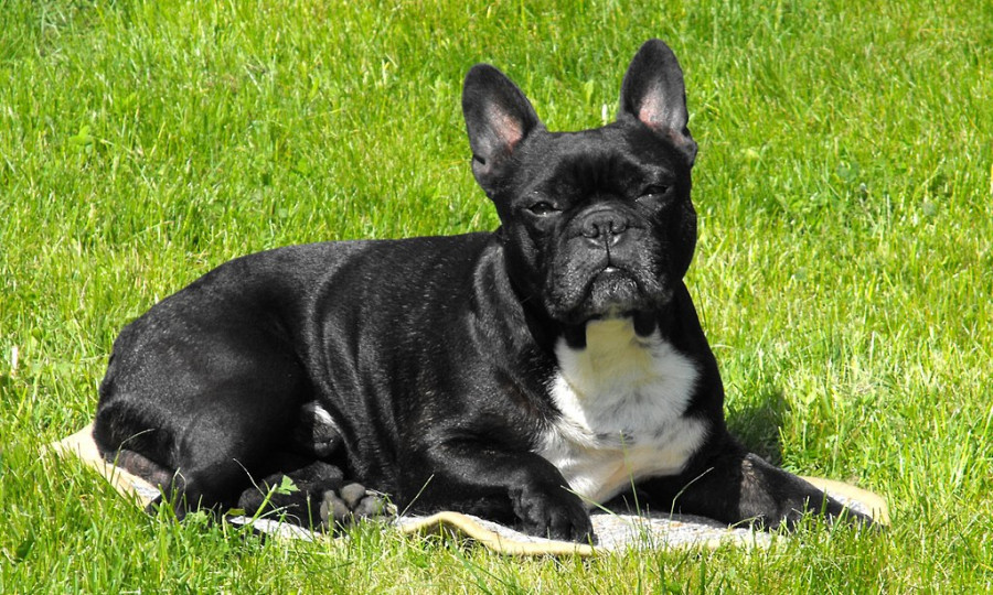 Bulldog francés