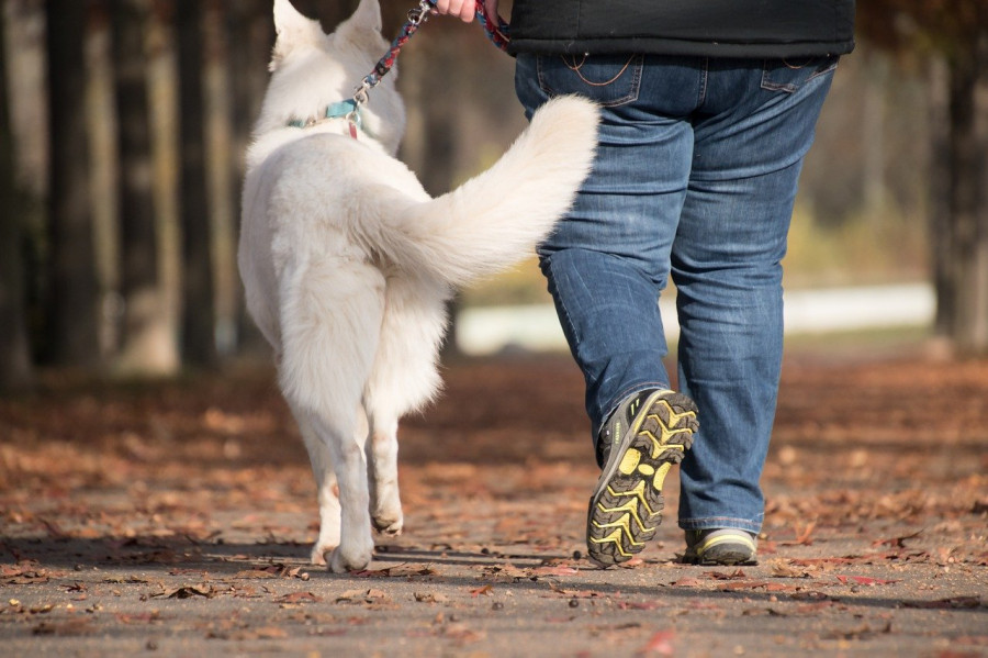 Prevención suicidio perro dueño