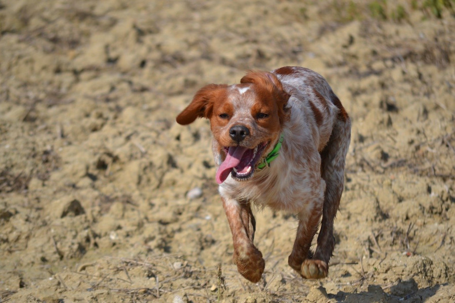 Spaniel bretón
