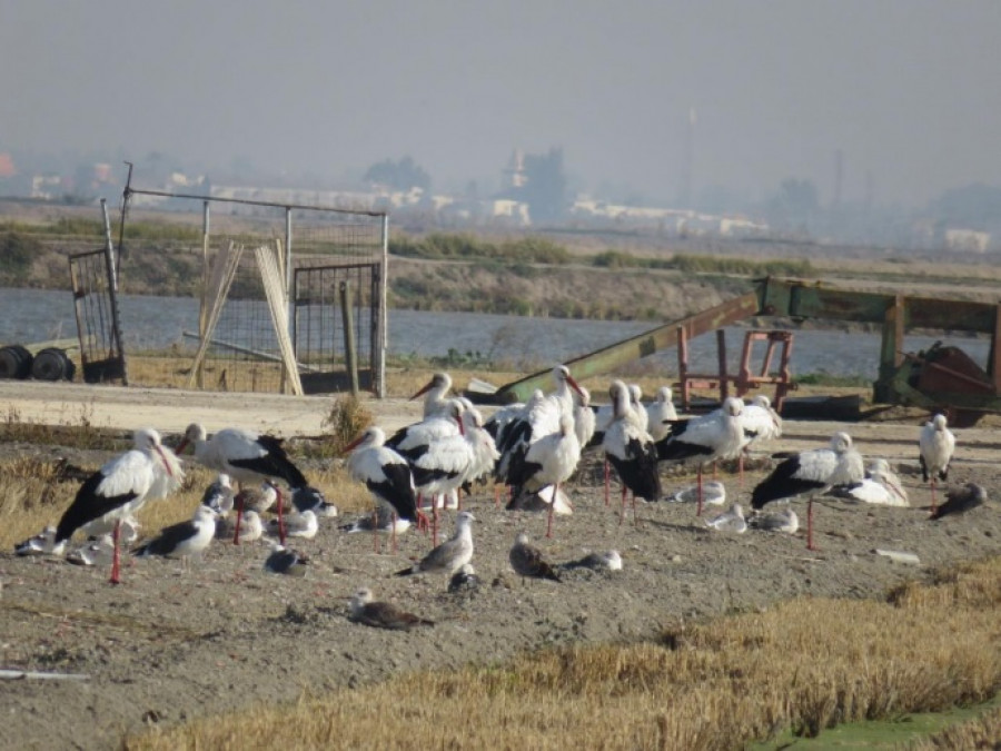 Gaviotas doñana