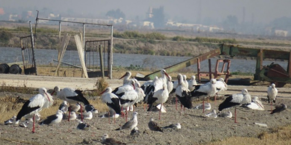 Las gaviotas contribuyen en la dispersión de especies de invertebrados exóticas