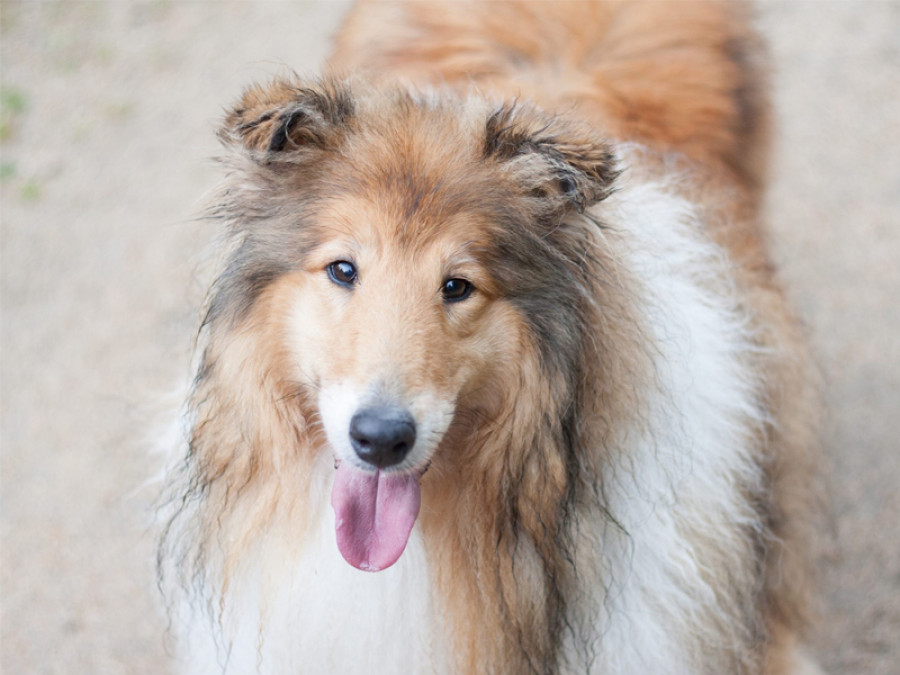 Perro dog