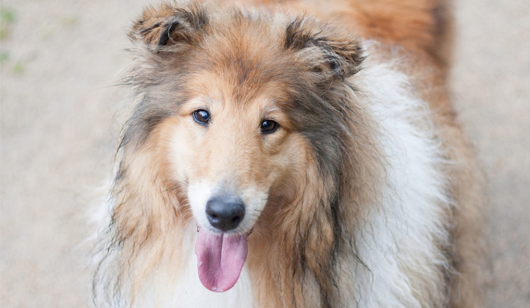 Repasan la eficacia de los tratamientos existentes para la epilepsia canina