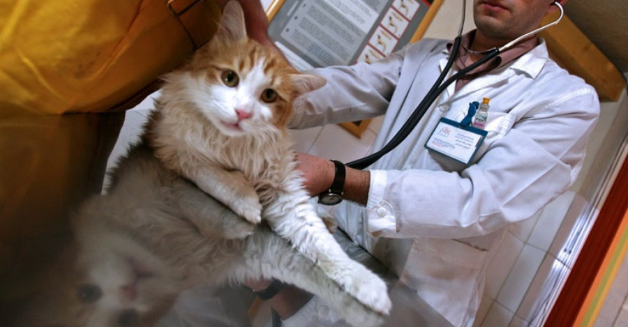 Gato veterinario