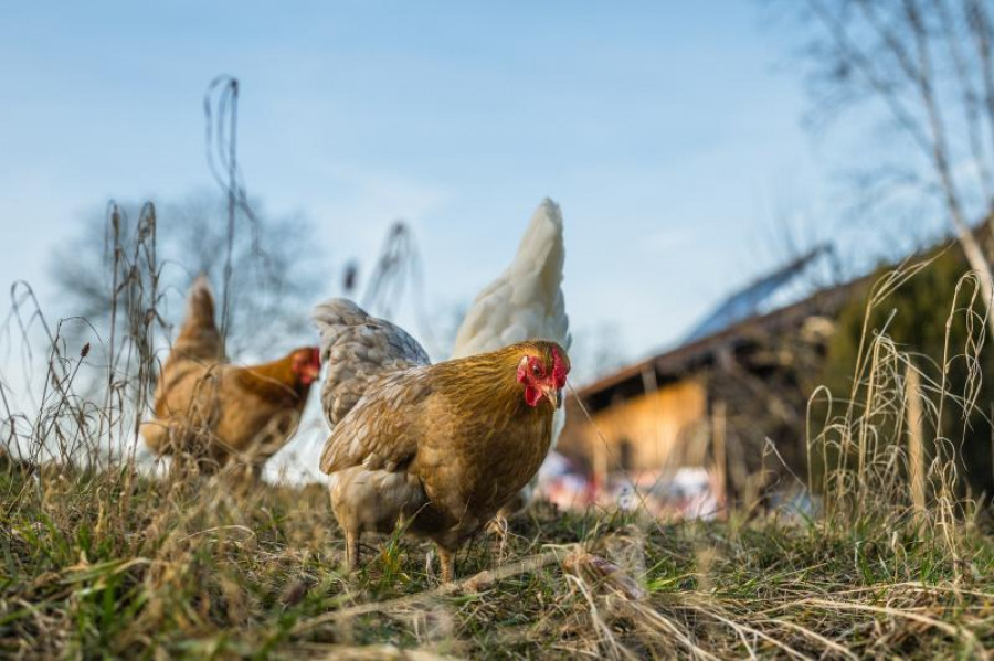 Influenza aviar gripe aviar