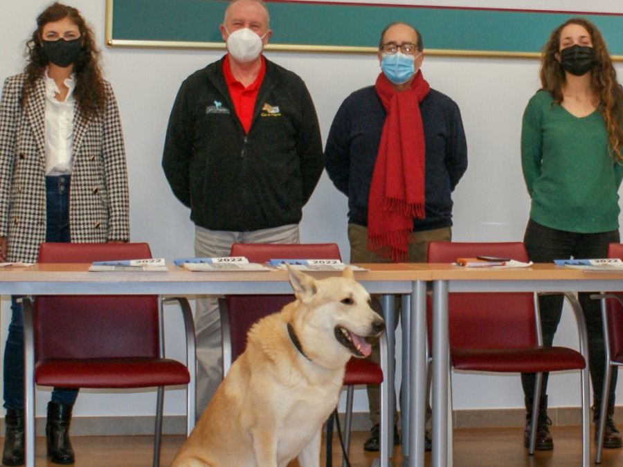 Perro pastor gallego can palleiro