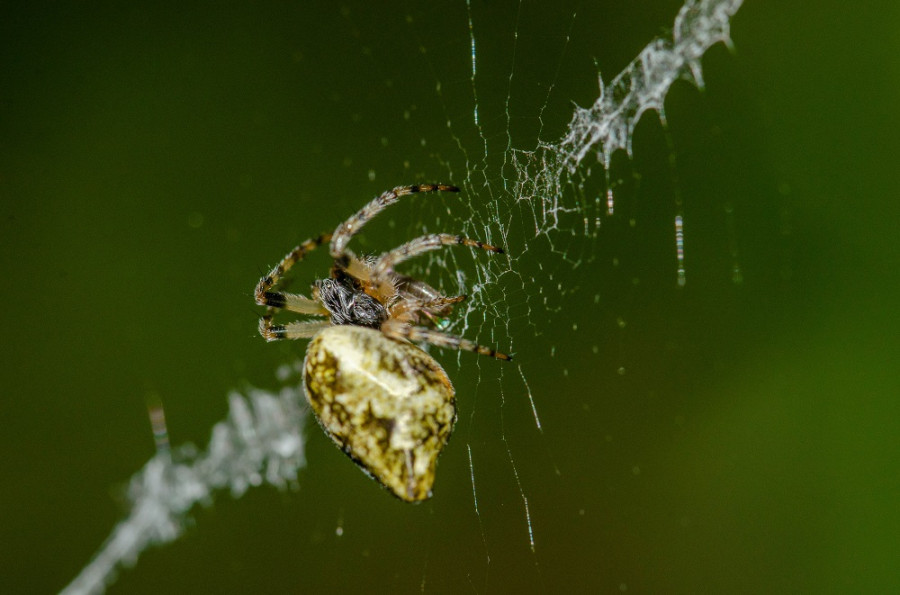 Cyclosa conica   MARC DOMÈNECH UB IRBio
