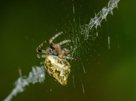 Un estudio revela una gran diversidad de arañas ibéricas desconocida hasta ahora