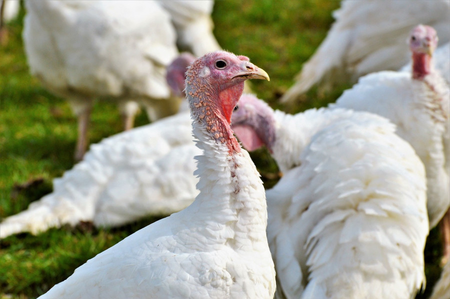 Pavos