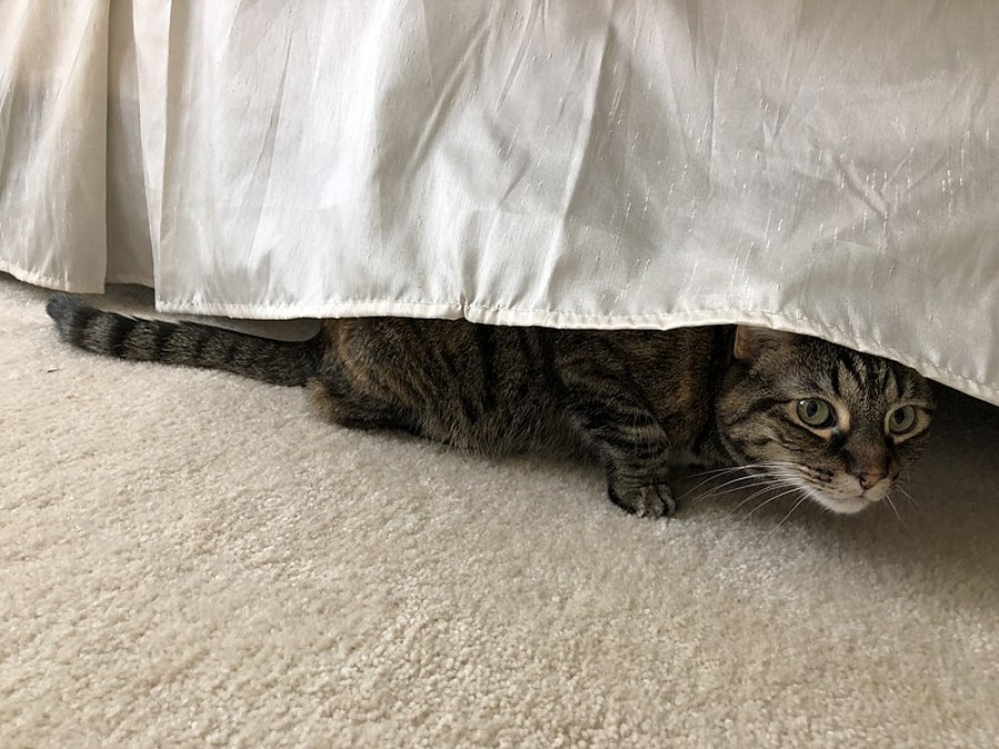 Gato debajo de cama asustado