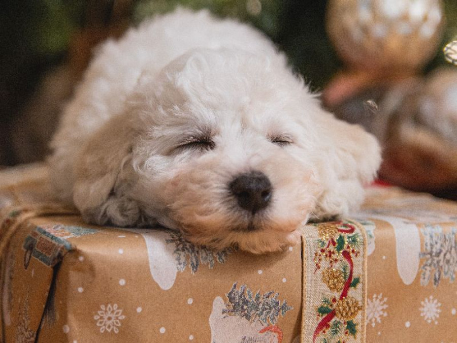 Perro Navidad