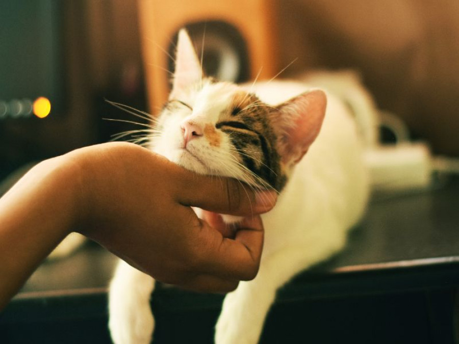 gato veterinario