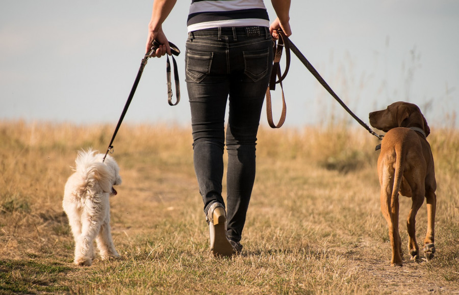 Perros andando correa