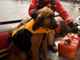 Desarrollarán un protocolo para evacuar animales en situaciones de emergencias