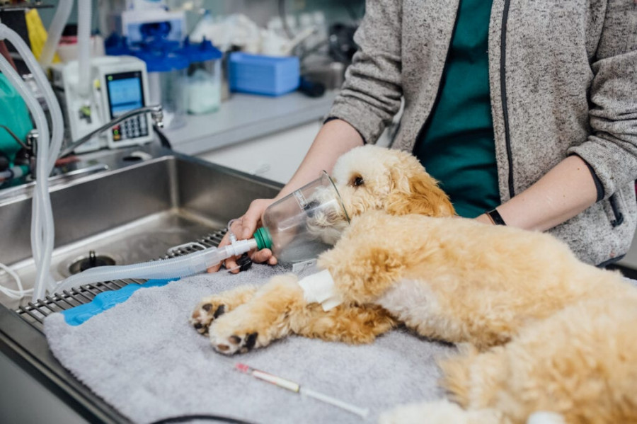 Anestesia veterinaria operación perro Veterinary Specialty Center
