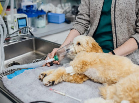 Validan la eficacia y seguridad de un nuevo fármaco para la anestesia canina