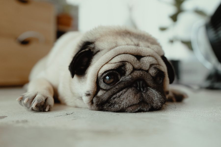 perro obeso