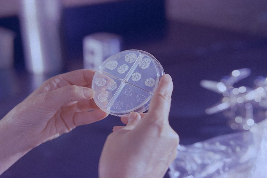 bacterias