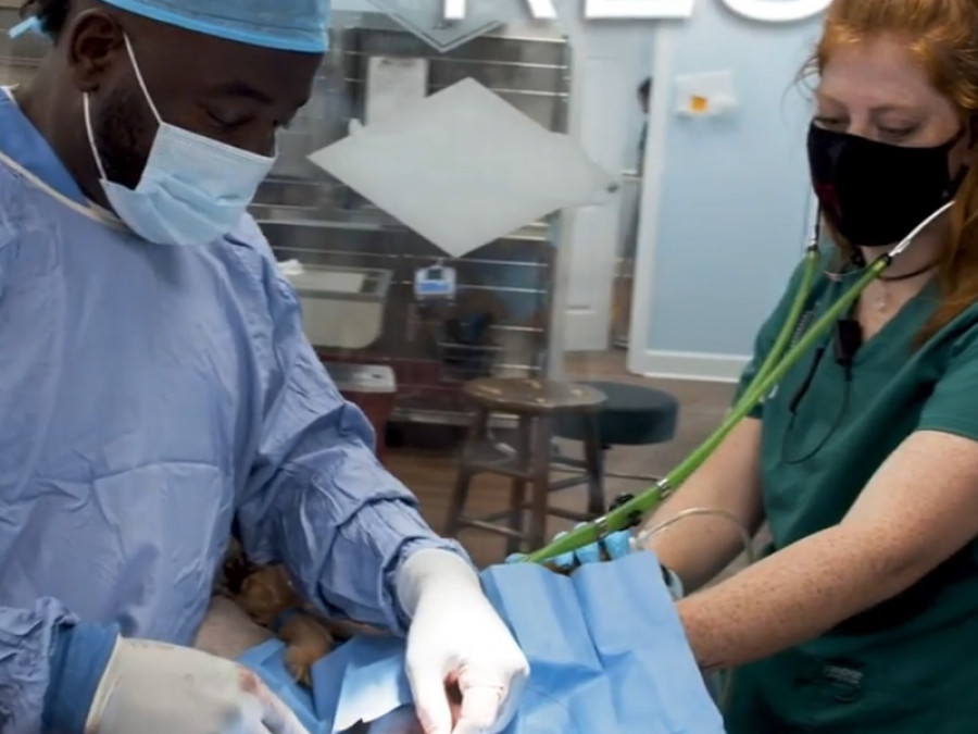 Veterinarios operación msd