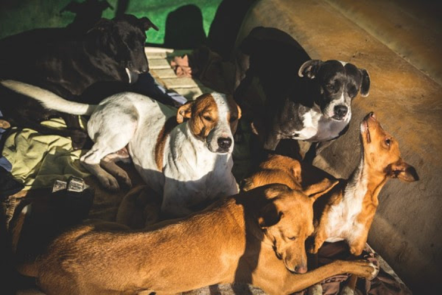 Reforma código penal perros