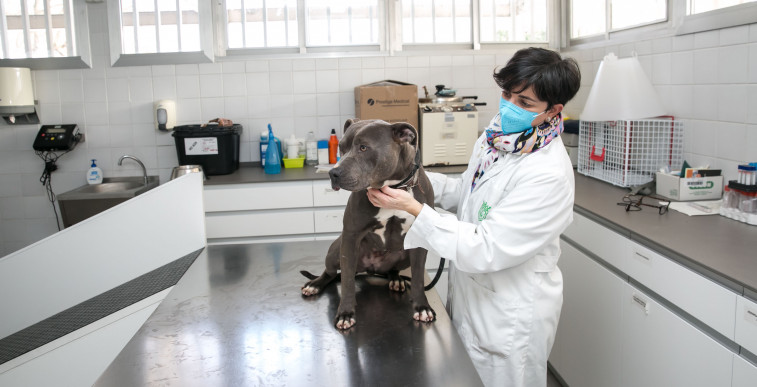 Pamplona convoca pruebas para crear listas de formación y de contrato temporal para veterinarios