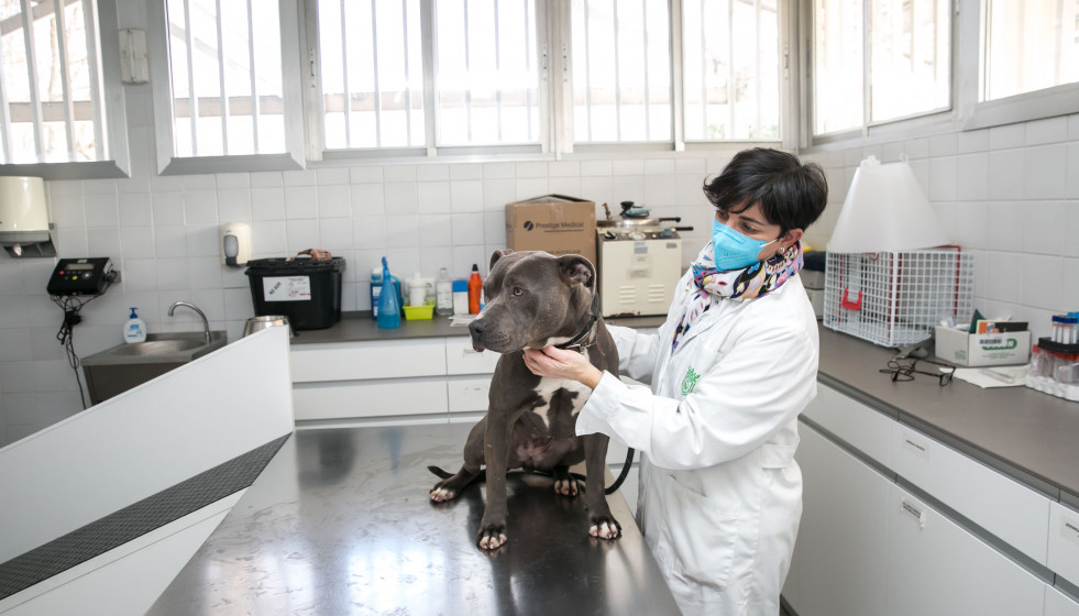 Pamplona convoca pruebas para crear listas de formación y de contrato temporal para veterinarios