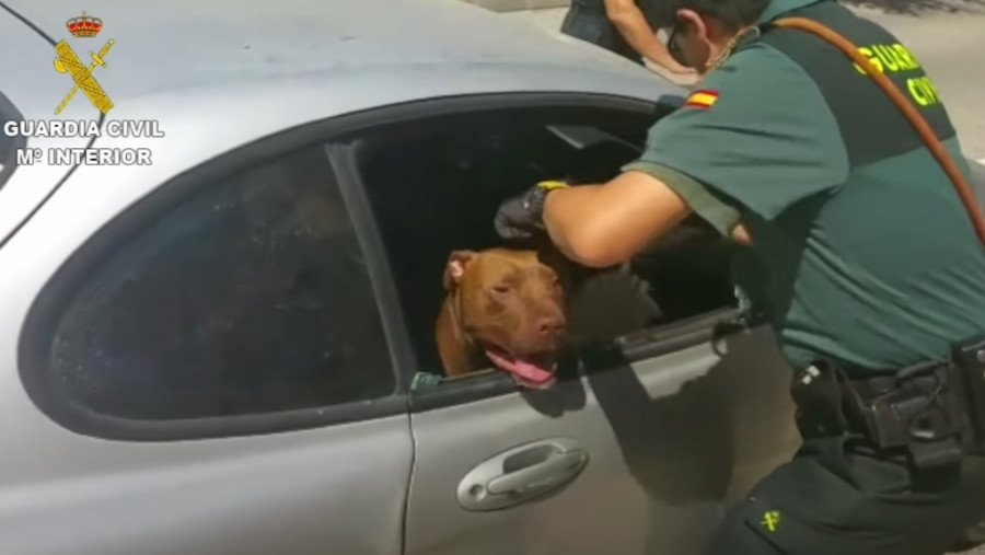Perro rescatado guardia civil verano calor
