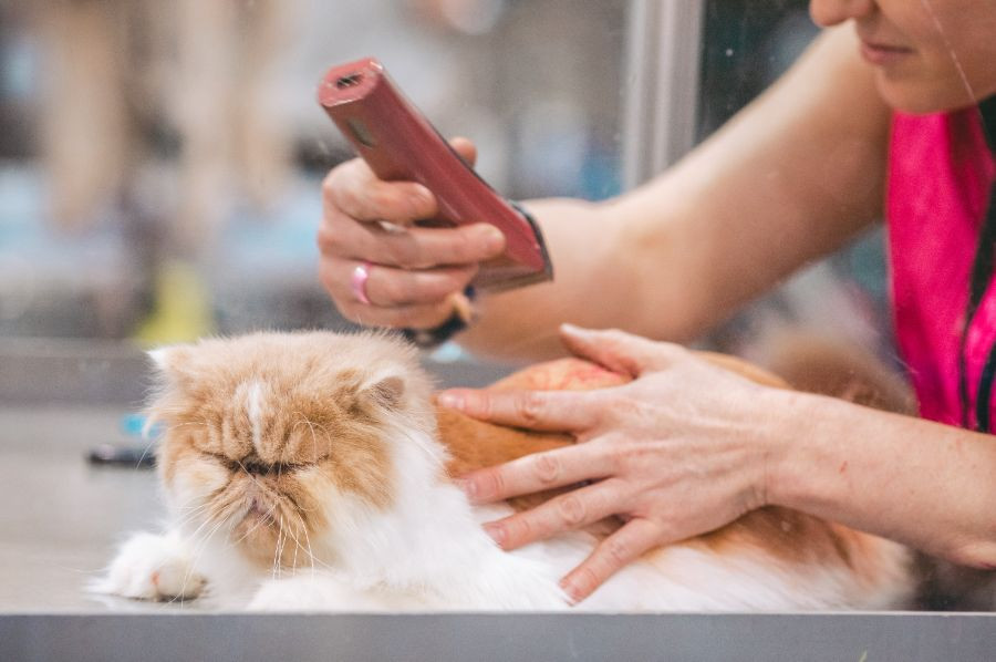 gato peluquería