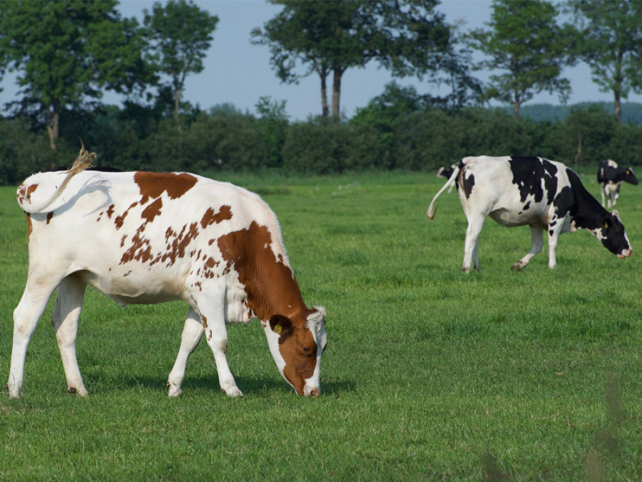 Vacas ganadería