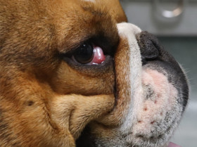 Un estudio recoge las razas caninas con mayor predisposición al ojo de cereza