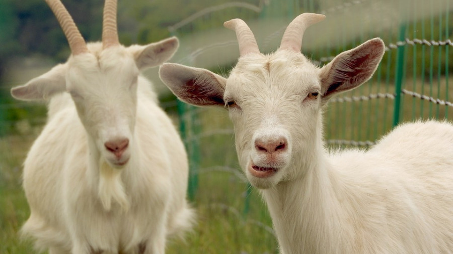 Cabras