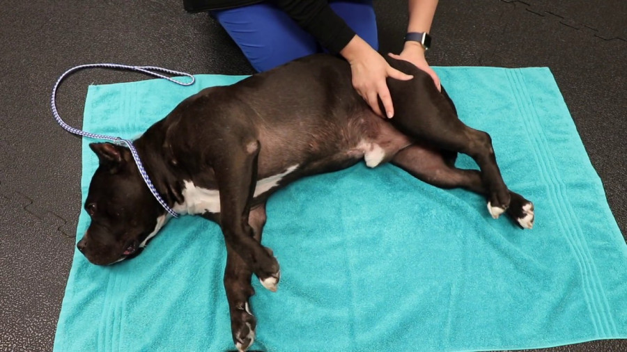 Rehabilitación fisio fisioterapia