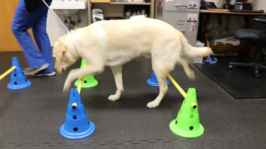 Rehabilitación fisio fisioterapia perros