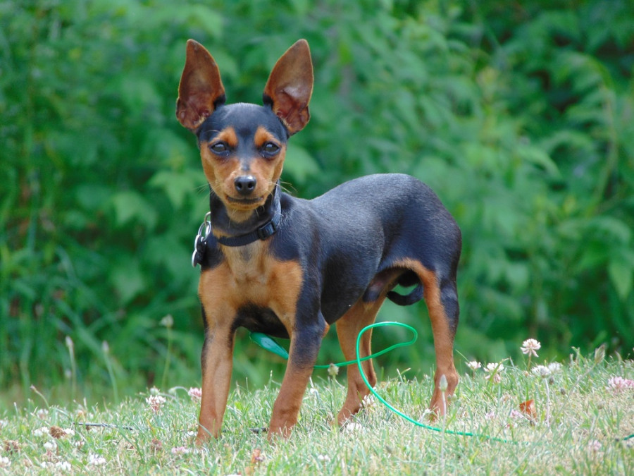 Perro miniatura pequeño