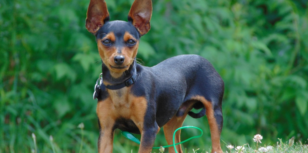 El tamaño reducido de algunos perros no es consecuencia de la domesticación