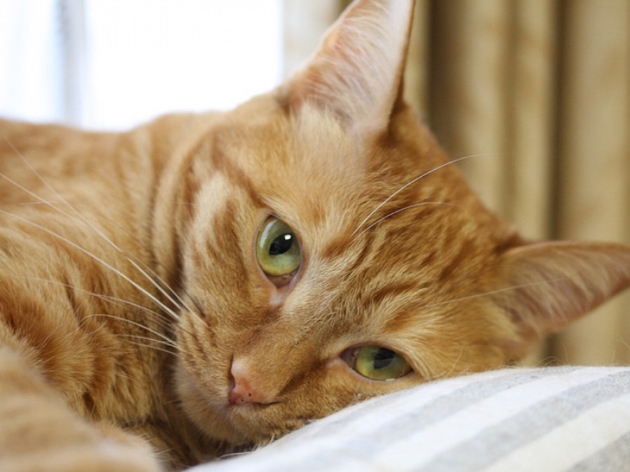 Gato