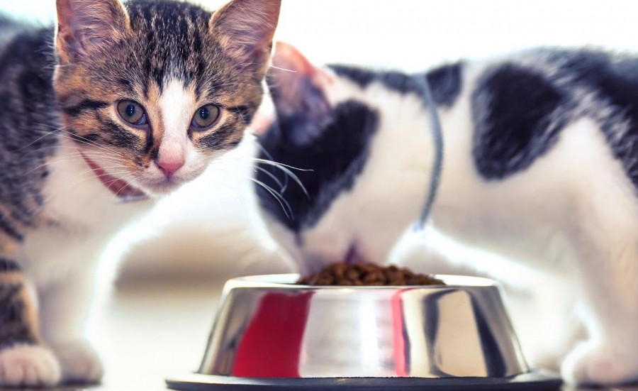 Gato comiendo