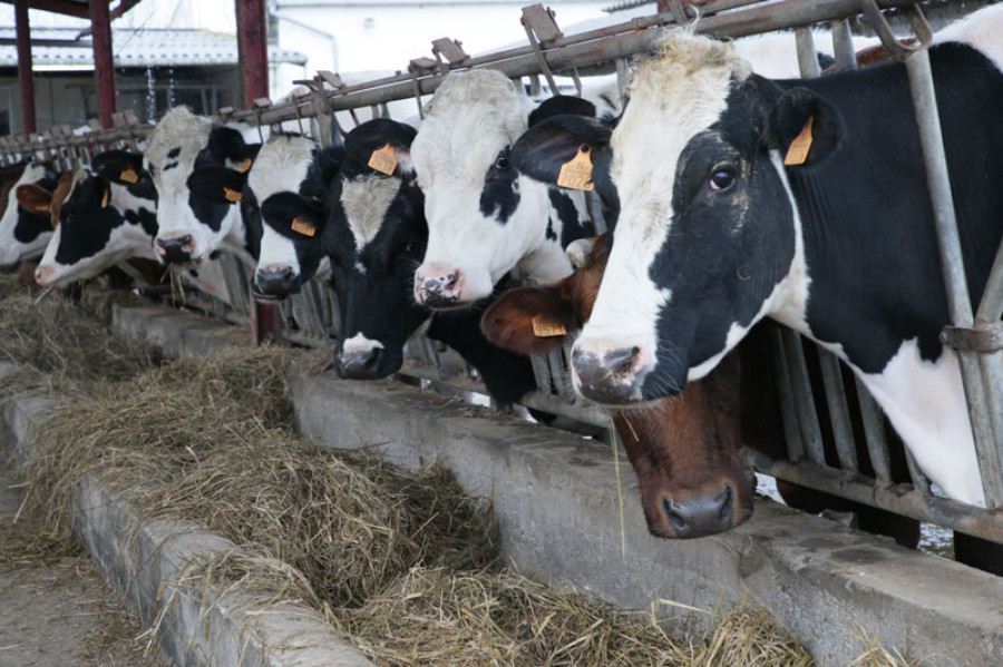 Cantabria ganadería vacas alimentación