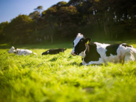 Nuevo enfoque para tratar la cojera y mejorar la producción en ganado lechero