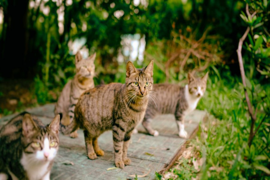 gatos callejeros